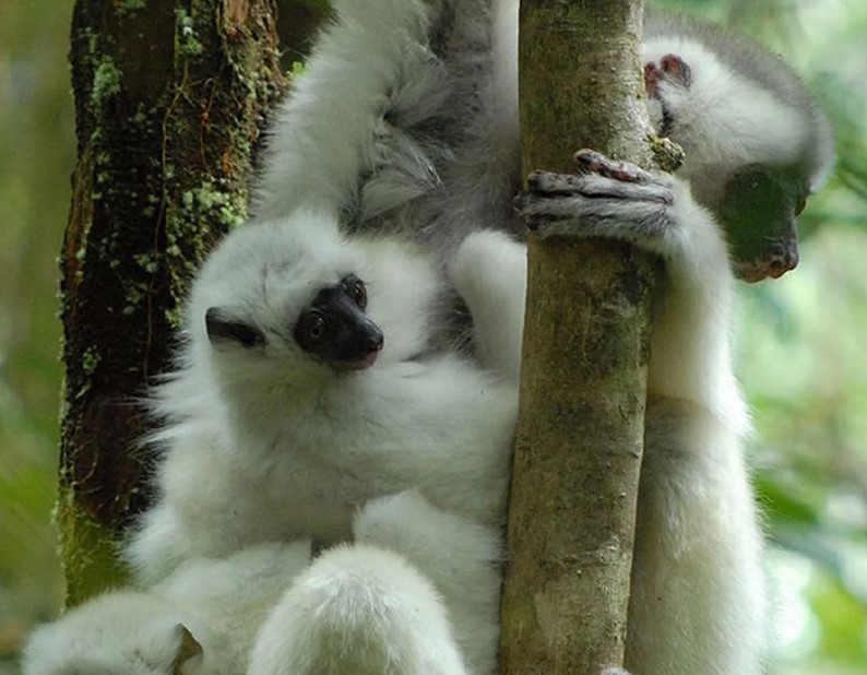Des singes blancs dans la forêt.
