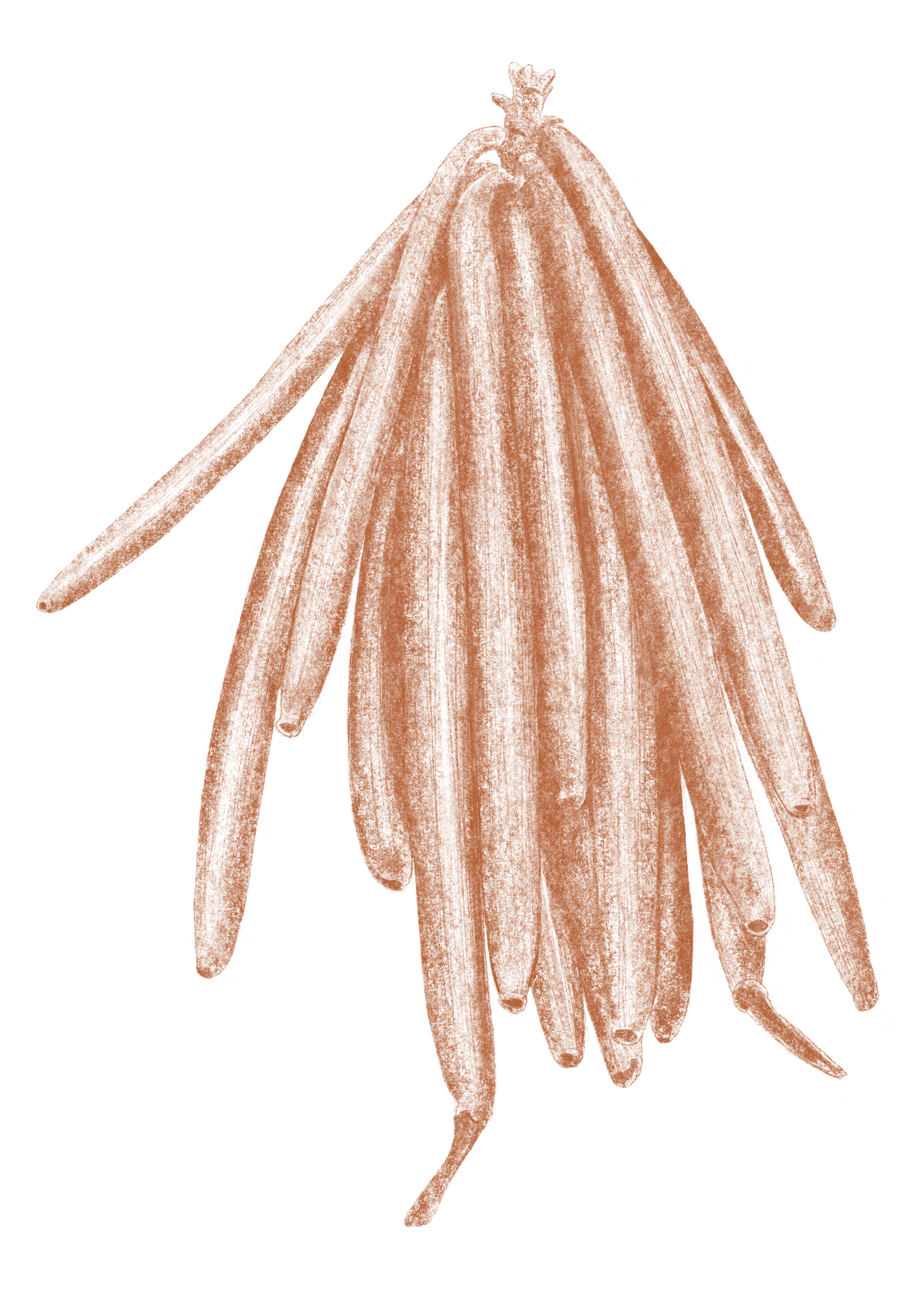 Une forme abstraite de couleur marron.